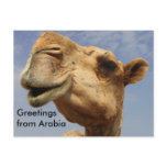 Dromedary camel postcards