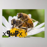 Drone_flies_mating posters