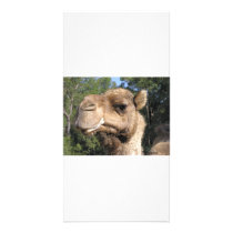 Drooling Camel Photocard Photo Card Template