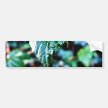 Drop Of Rain Bumper Stickers