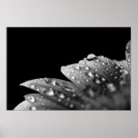 Droplets (Black and White) posters