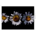 dropping daisies cards