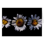 dropping daisies cards