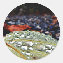 Drops On Leaf 3 Round Sticker