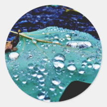 Drops On Leaf 4 Round Stickers