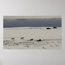 Druid Peak Wolves and Bison in Yellowstone Posters