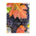 Dry Creek Grape Vine postcards