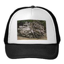 Dry tree roots in beach hats