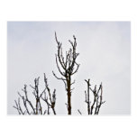 Dry Tree silhouette against cloudy sky Post Cards