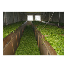 Drying tea leaves custom announcements