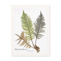 Dryopteris felix mas postcards