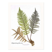 Dryopteris felix mas postcards