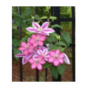 DS- Pink Clematis Flower Vine t-shirts