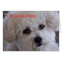 DSC_0060, Bichon Frise Cards