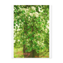 DSC_0614, Spring, Photography by Kirsten King Postcard