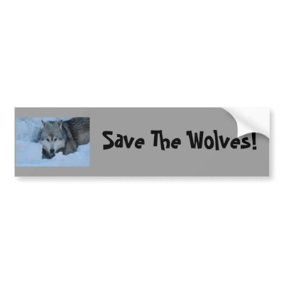 DSC_2225, Save The Wolves! Bumper Sticker by Animal_Anticipation