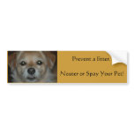 DSC_4736, Prevent a litter. Neuter or Spay Your... Bumper Stickers