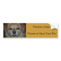 DSC_4736, Prevent a litter. Neuter or Spay Your... bumper stickers
