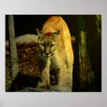 DSC_5650 - Carolina Cougar, Carolina Cougar - J... Poster