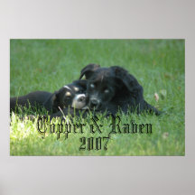 DSC_6598, Copper & Raven            , 2007 Posters