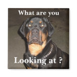 DSCF0490, What are you , Looking at ? Fridge Magnets