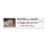 DSCF0636, FOSTER or ADOPT                      ... Bumper Sticker