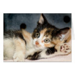 DSH Calico Kitten Greeting/Note Cards