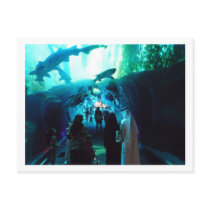 Dubai Aquarium Tunnel postcards
