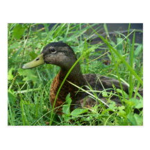 duck 1 Postcard