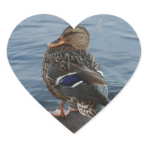 Duck 2