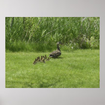 Duck and ducklings poster