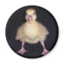 Duck Attitude Magnet