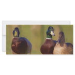 Duck BookMark rack cards