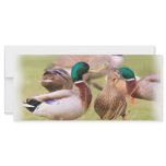 Duck BookMark rack cards