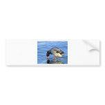 Duck Bumper Stickers