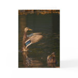 Duck Greeting Card