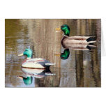 Duck & Decoy cards