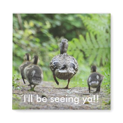 Duck Family Refrigerator Magnet by Welshpixels