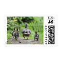 Duck Family postage