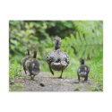 Duck Family postcards