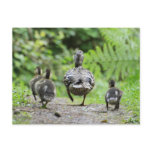 Duck Family postcards