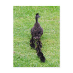 Duck Family Post Cards