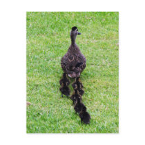 Duck Family Post Cards