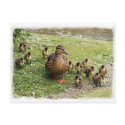 Duck Family Postcard