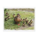 Duck Family Postcard
