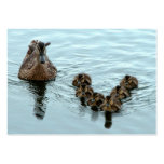 Duck formation business cards