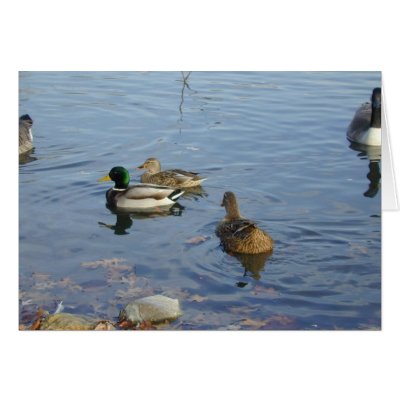 Duck Gathering card by serenity_ii