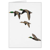 Duck Hunting Mallards in Flight