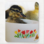 Duck in a Teacup mousepads