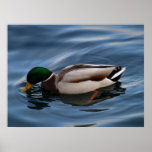 duck in blue posters
